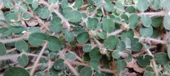 Euphorbia chamaesyce