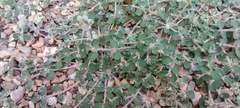 Euphorbia chamaesyce