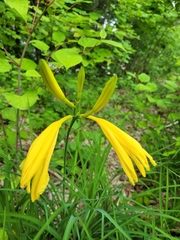 Hemerocallis lilioasphodelus