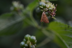 Aethiophysa falcatalis