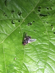 Goniops chrysocoma