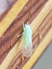 Psylla buxi