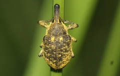 Larinus sturnus