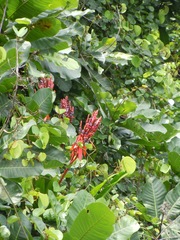 Aechmea tillandsioides