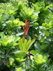 Aechmea tillandsioides