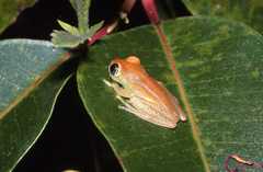 Boophis viridis