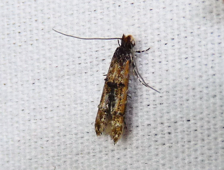 Homosetia fasciella