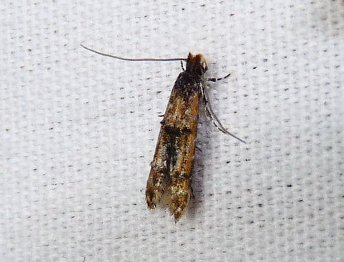 Homosetia fasciella