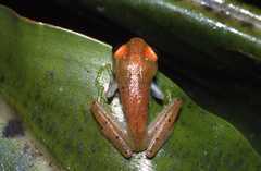 Boophis viridis
