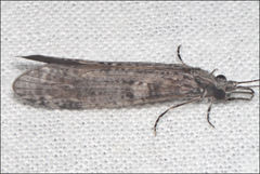 Triplectides similis