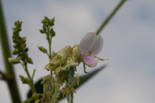 Desmodium cajanifolium observed 2021-06-04