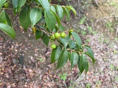 Eugenia biflora