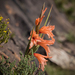 Gladiolus oppositiflorus - Photo (c) Brendan Cole,  זכויות יוצרים חלקיות (CC BY-NC-ND), הועלה על ידי Brendan Cole