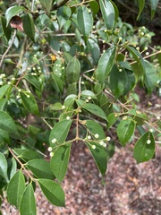 Eugenia biflora
