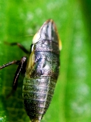 Philaenus spumarius