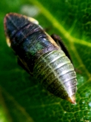 Philaenus spumarius