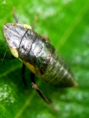 Philaenus spumarius