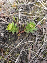 Rhodiola stephanii