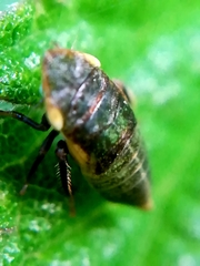 Philaenus spumarius