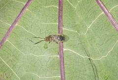 Liorhyssus