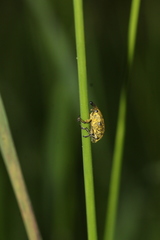 Larinus sturnus