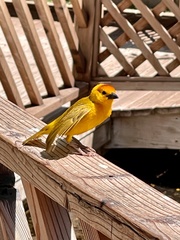 Ploceus castaneiceps