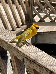Ploceus castaneiceps