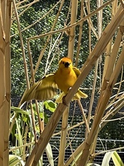 Ploceus castaneiceps