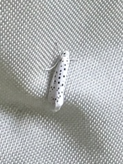 Yponomeuta multipunctella