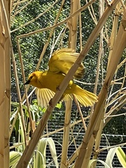 Ploceus castaneiceps