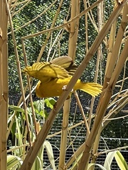 Ploceus castaneiceps
