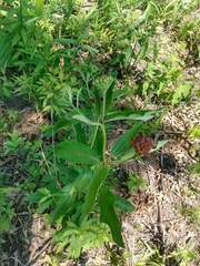 Asclepias purpurascens