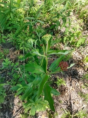 Asclepias purpurascens