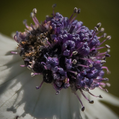 Alepidea thodei