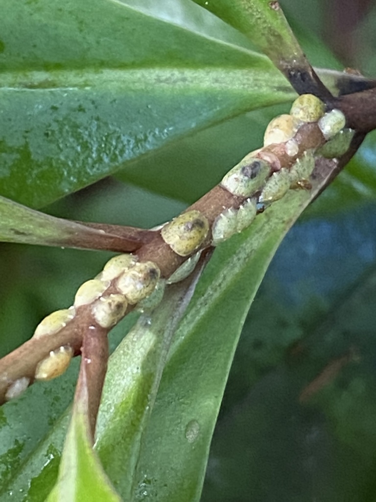 Croton scale