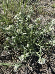 Cryptantha crassisepala