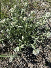 Cryptantha crassisepala