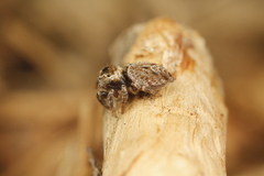Evarcha proszynskii