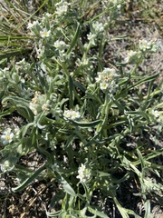Cryptantha crassisepala