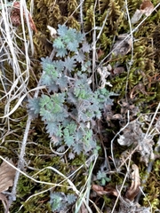 Dracocephalum palmatum