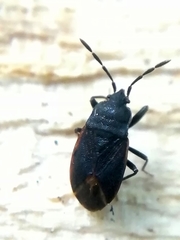 Drymus brunneus