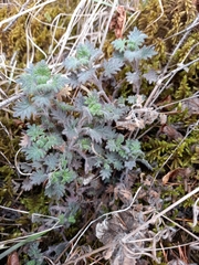 Dracocephalum palmatum