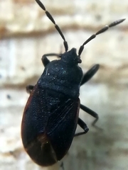 Drymus brunneus