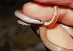 Tantilla hobartsmithi