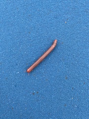 Trigoniulus corallinus