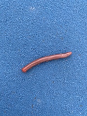 Trigoniulus corallinus