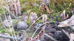 Alloclavaria