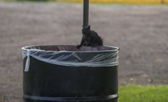 Sciurus carolinensis