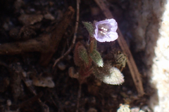 Phacelia austromontana