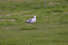 Larus delawarensis
